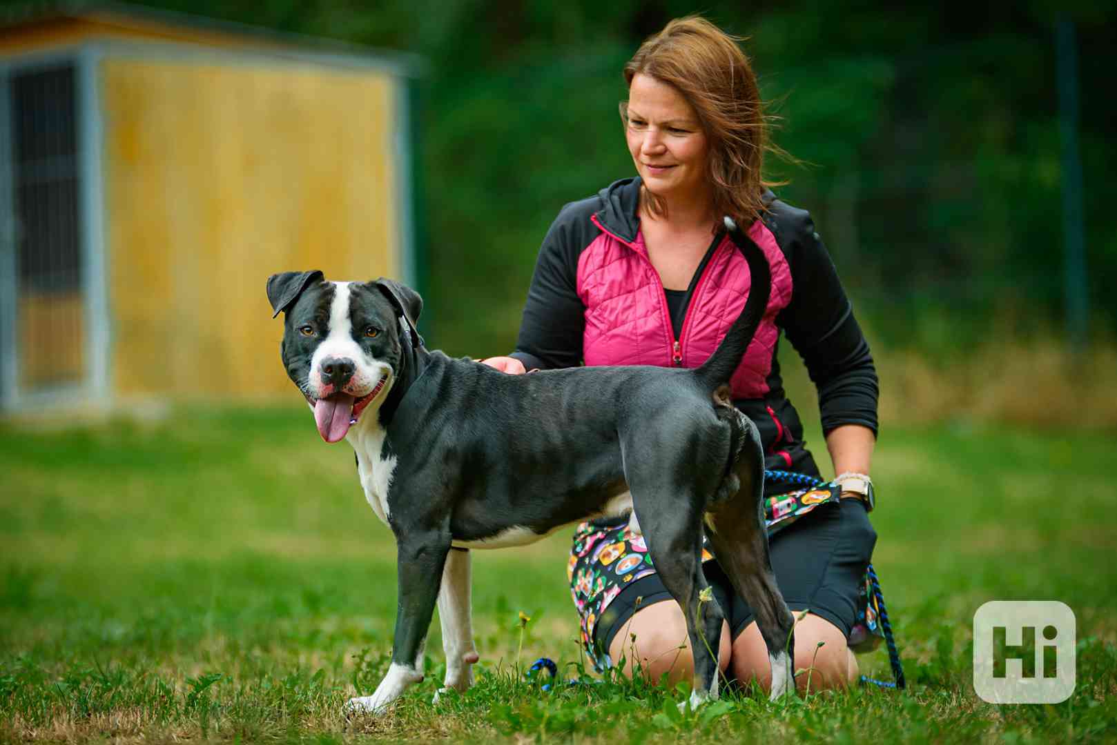 Langyos - Americký stafordširský teriér k adopci - foto 1