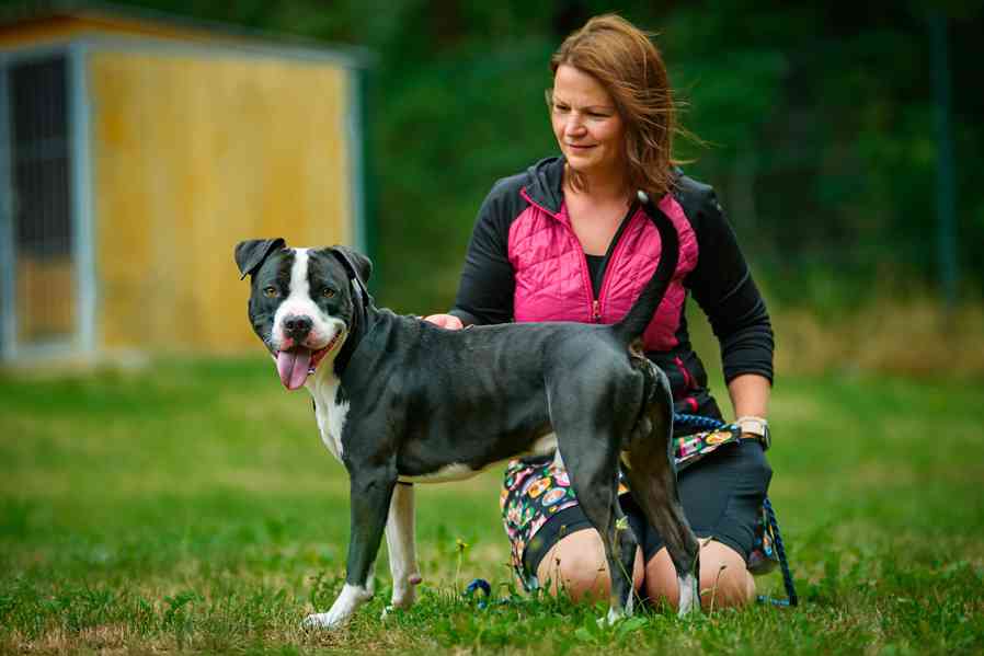 Langyos - Americký stafordširský teriér k adopci - foto 1