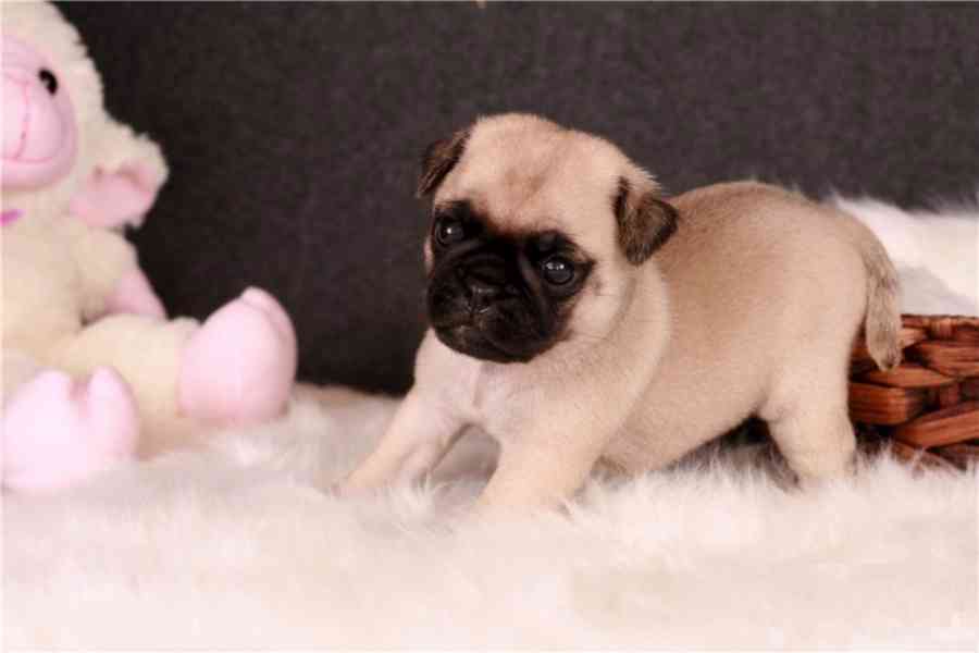 Rozkošní štěňata plemene MOPS, samec a samice, pro dobrý dom - foto 1