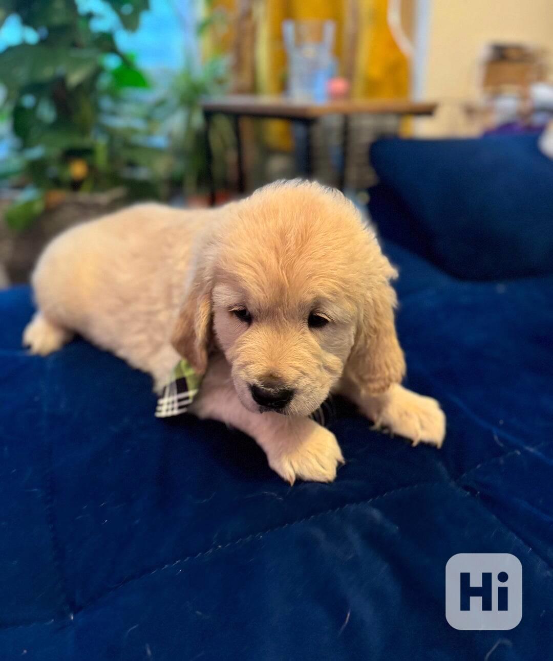 Krásná štěňata zlatého retrívra KC - foto 1