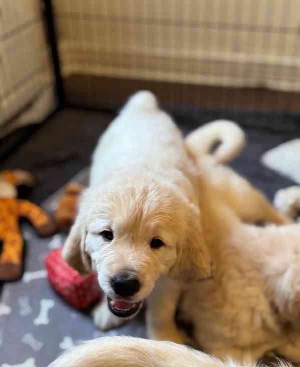 Krásná štěňata zlatého retrívra KC - foto 4