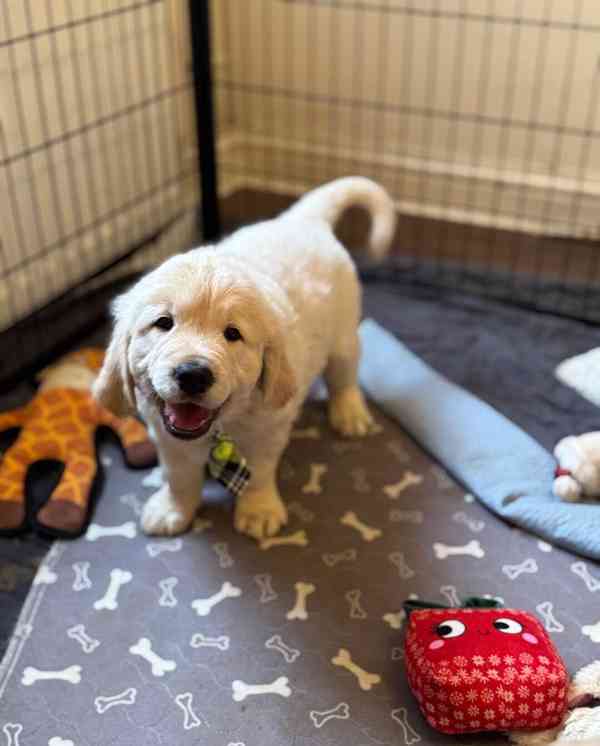 Krásná štěňata zlatého retrívra KC - foto 2