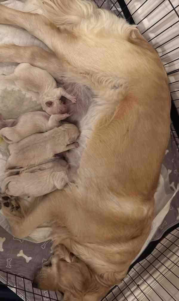 Krásná štěňata zlatého retrívra KC - foto 5