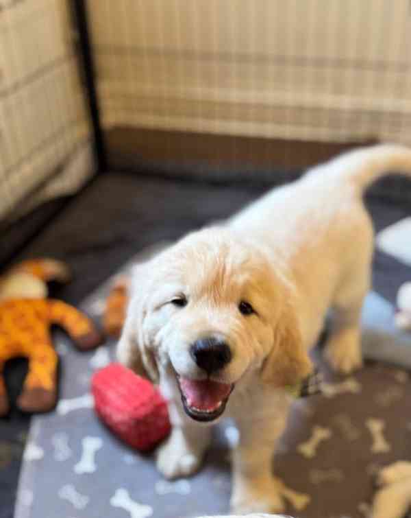 Krásná štěňata zlatého retrívra KC - foto 3