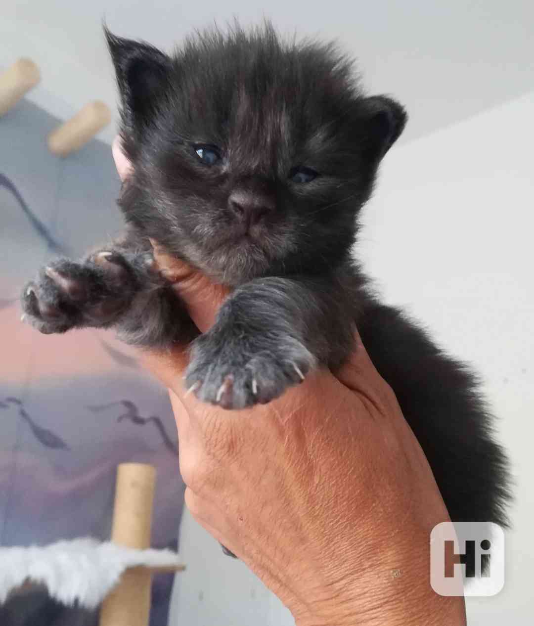 Mainská mývalí koťátka s PP - luxusní mimina - foto 1