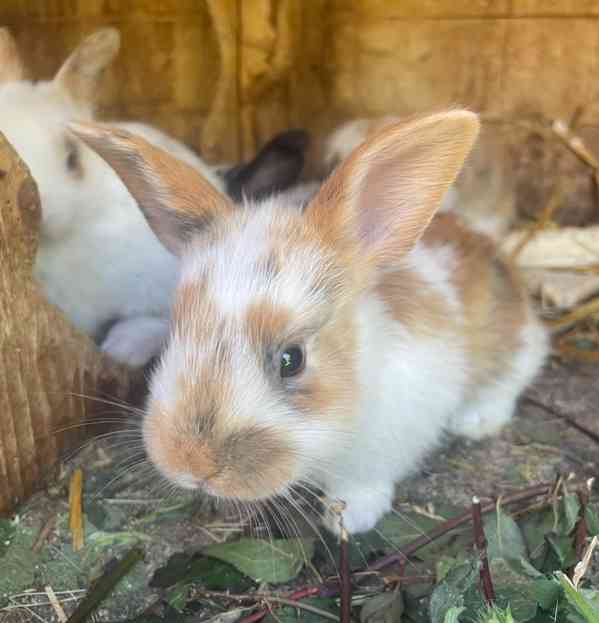 Kralici - foto 2