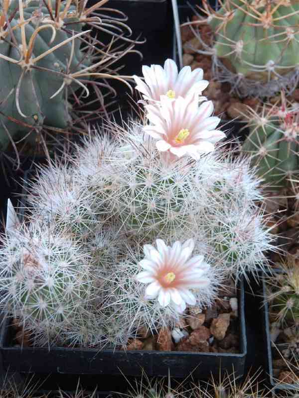 Kaktus Escobaria Zilziana - semena