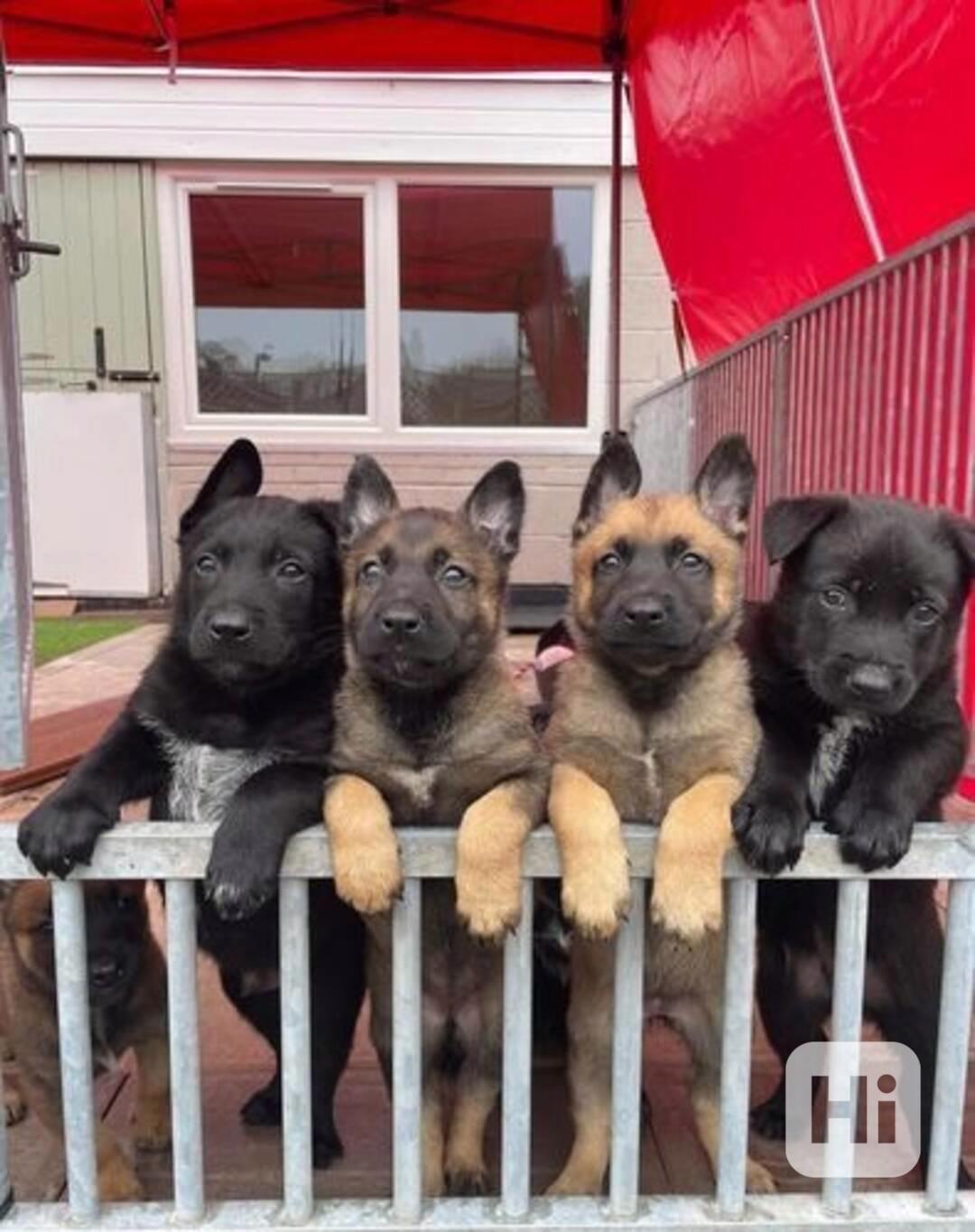 Belgický ovčák malinois - foto 1