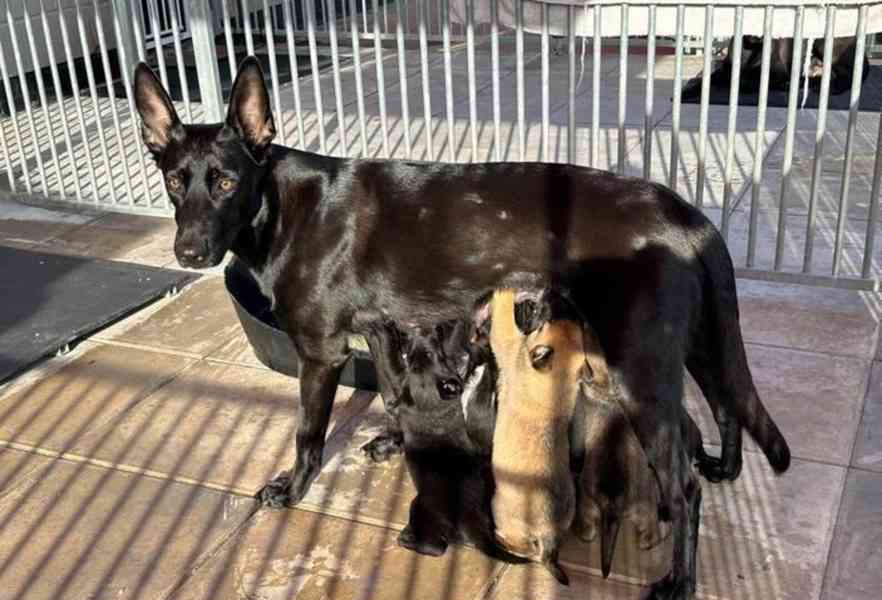 Belgický ovčák malinois - foto 3