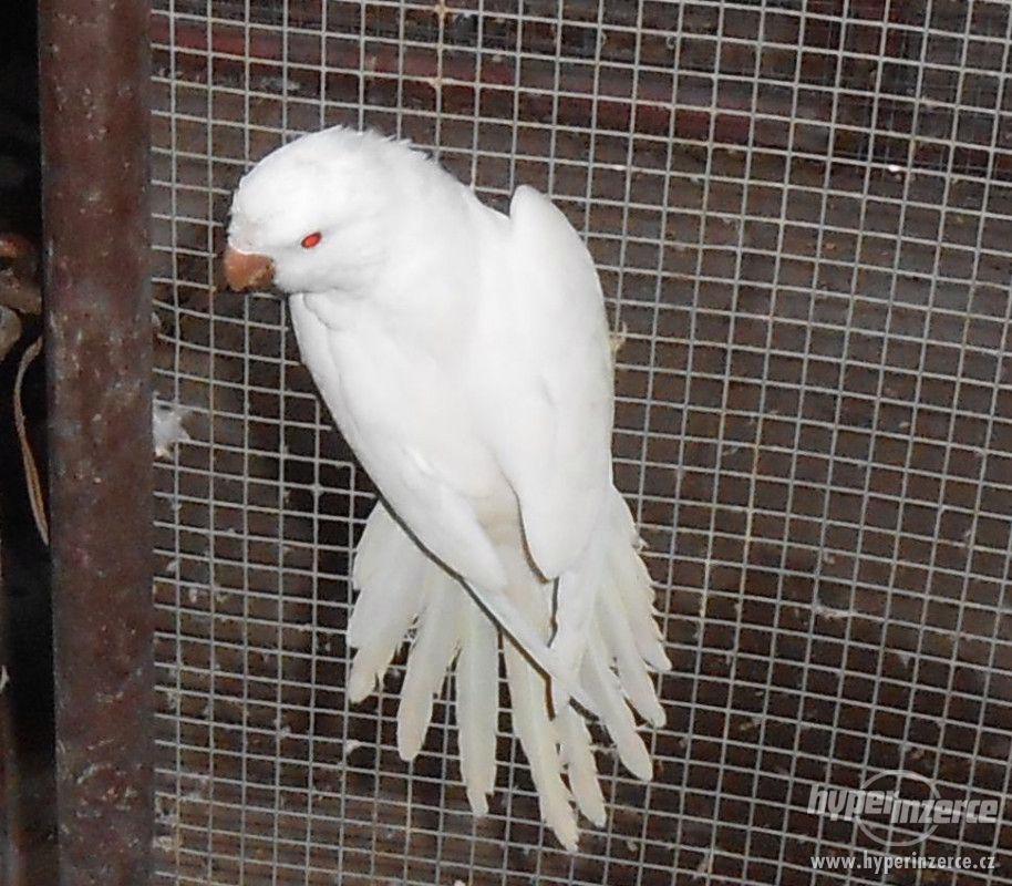Mníšek šedý - albino - foto 1