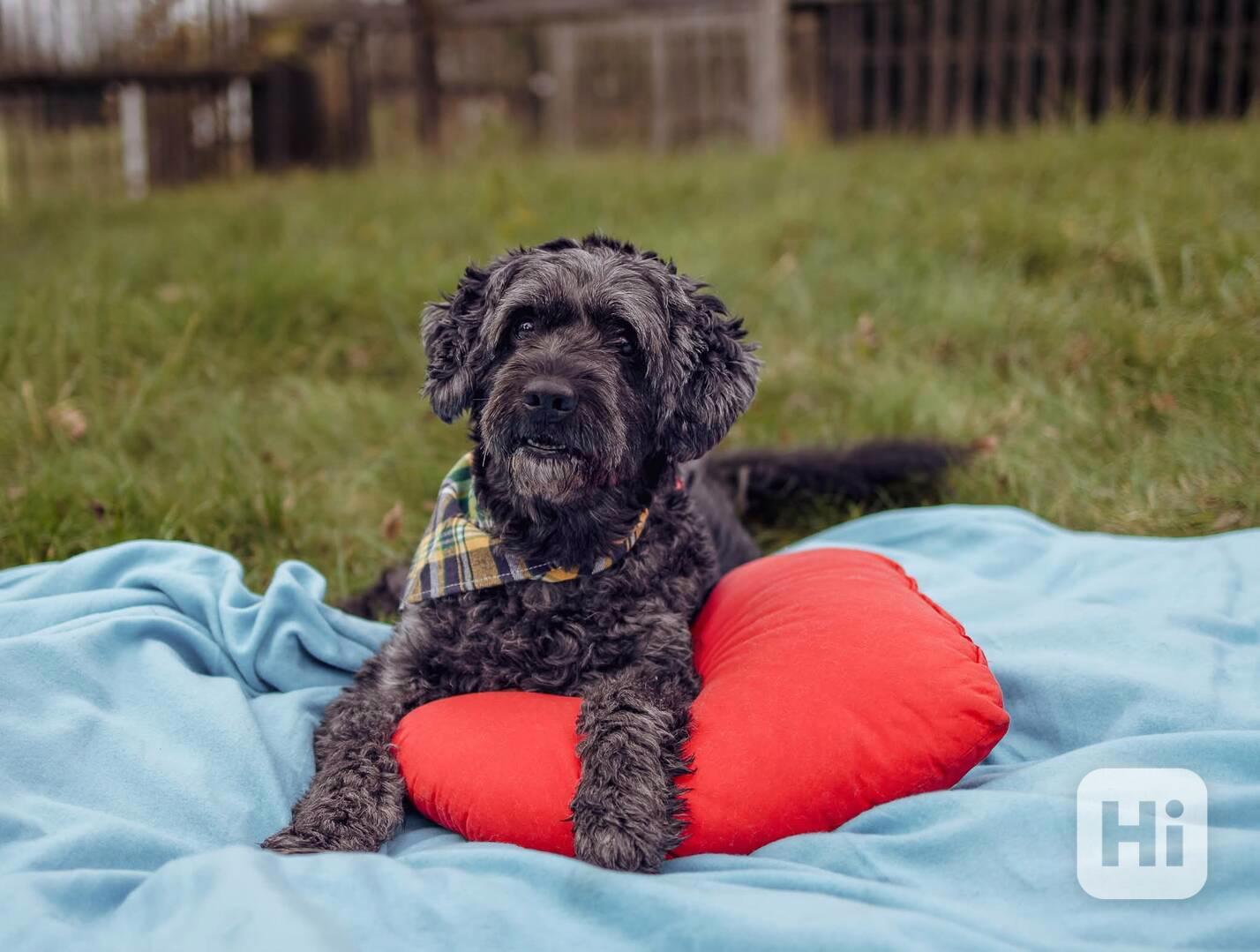 FILÍPEK - 15 kg, kastrovaný psík 12 let  - foto 1