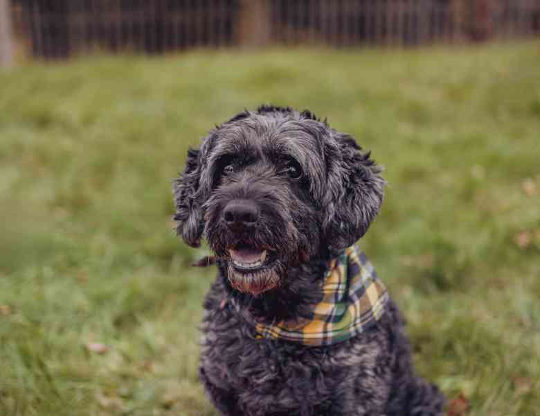 FILÍPEK - 15 kg, kastrovaný psík 12 let  - foto 3