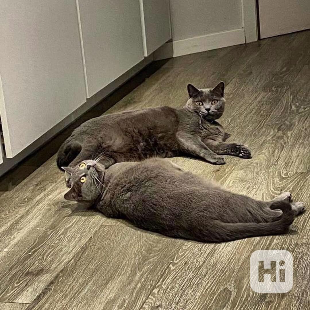 Tato rozkošná bombajská koťátka – kluci i holčičky  - foto 1