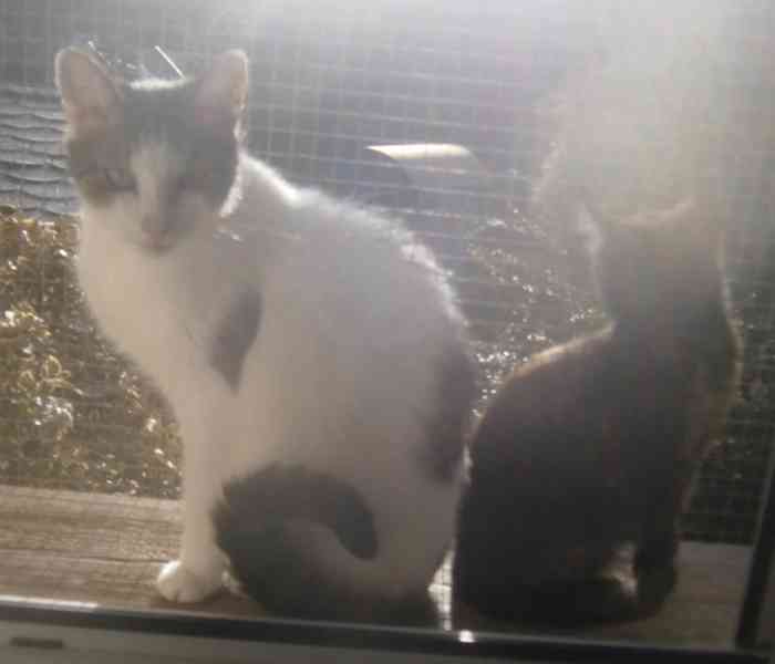 Milý, komunikativní, bílomourovaný Oliver  6-7letý - foto 5