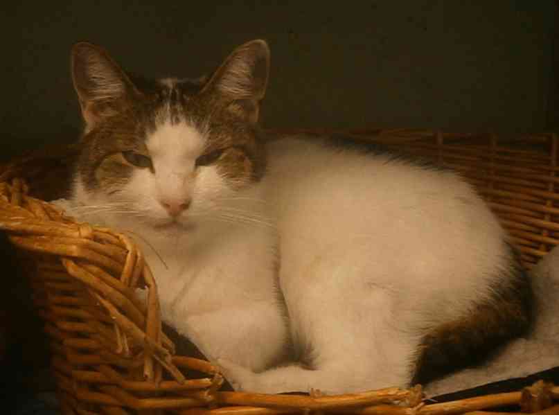 Milý, komunikativní, bílomourovaný Oliver  6-7letý - foto 8