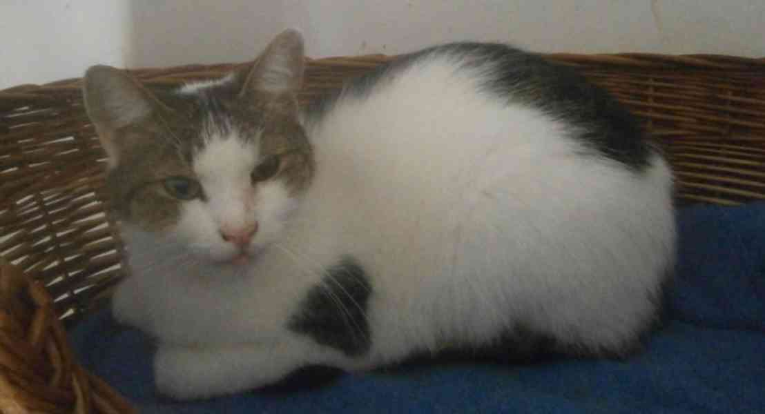 Milý, komunikativní, bílomourovaný Oliver  6-7letý - foto 4