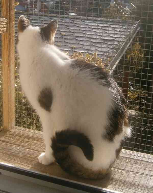 Milý, komunikativní, bílomourovaný Oliver  6-7letý - foto 7