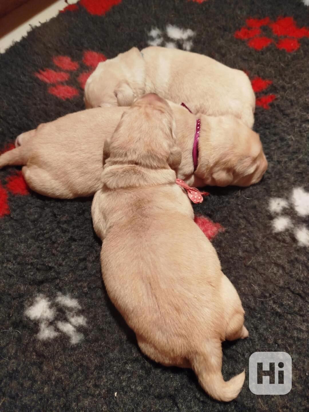 Labradorský retrívr- žlutá štěňátka s PP - foto 1