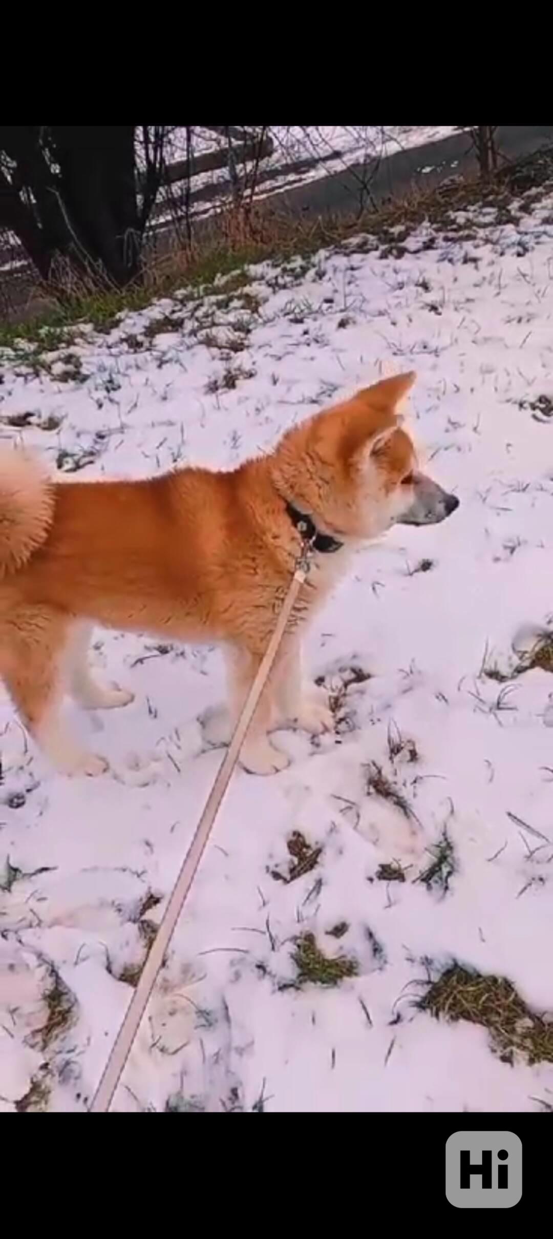 Akita inu - foto 1