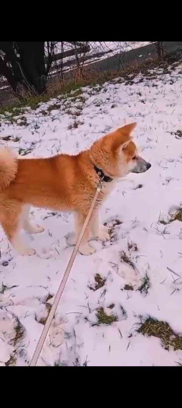 Akita inu - foto 1