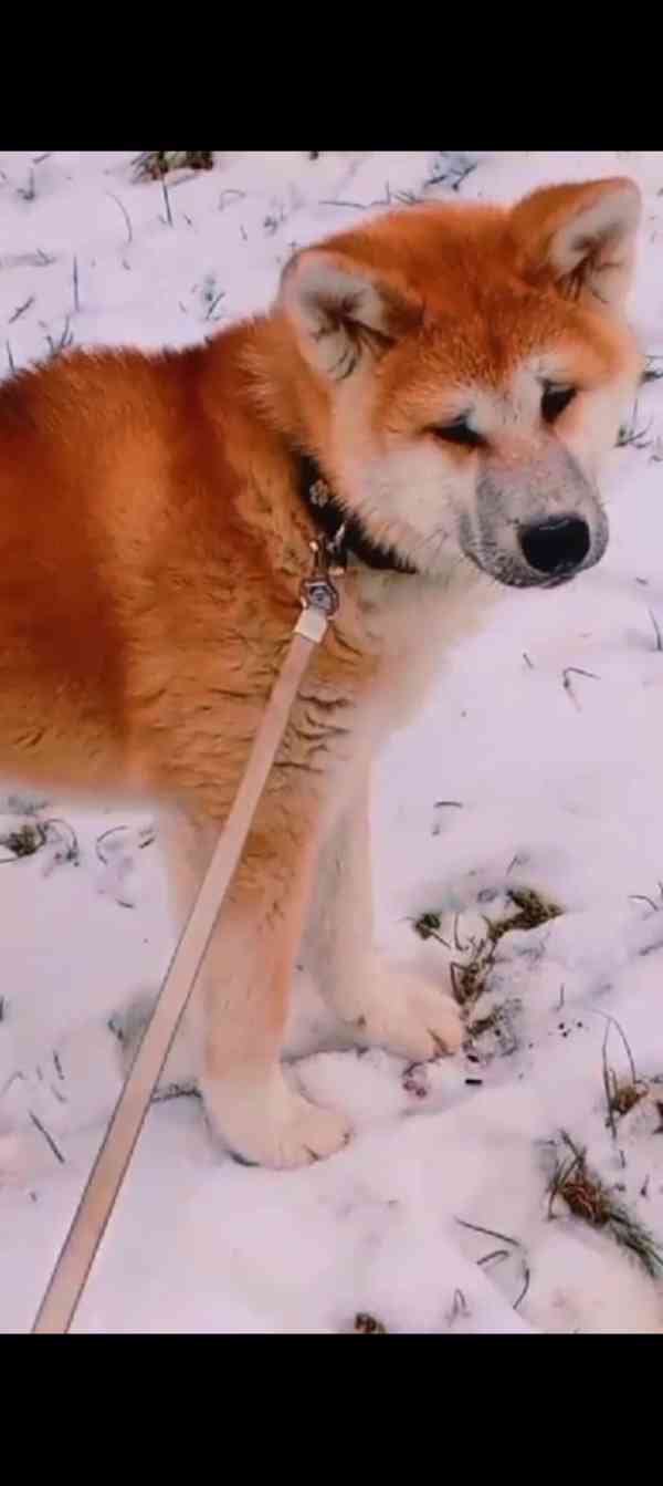 Akita inu - foto 2