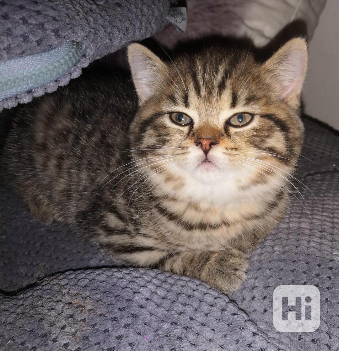 Poslední skotské klapouché koťátko - foto 1