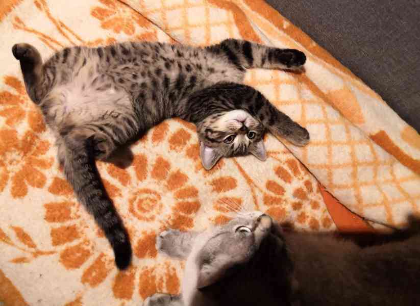 Poslední skotské klapouché koťátko - foto 4