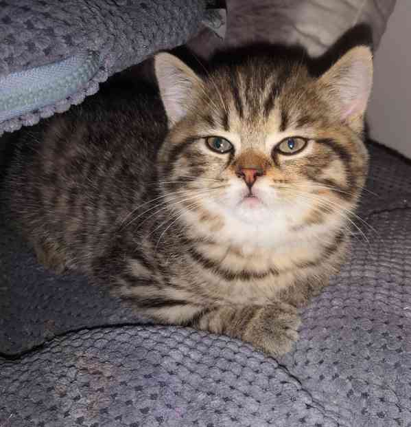 Poslední skotské klapouché koťátko - foto 1