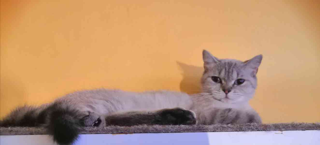 Poslední skotské klapouché koťátko - foto 5