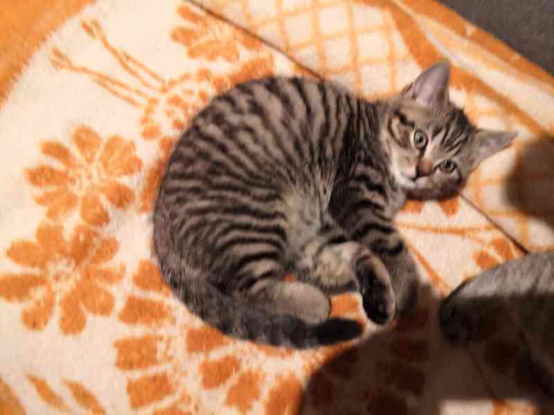 Poslední skotské klapouché koťátko - foto 2