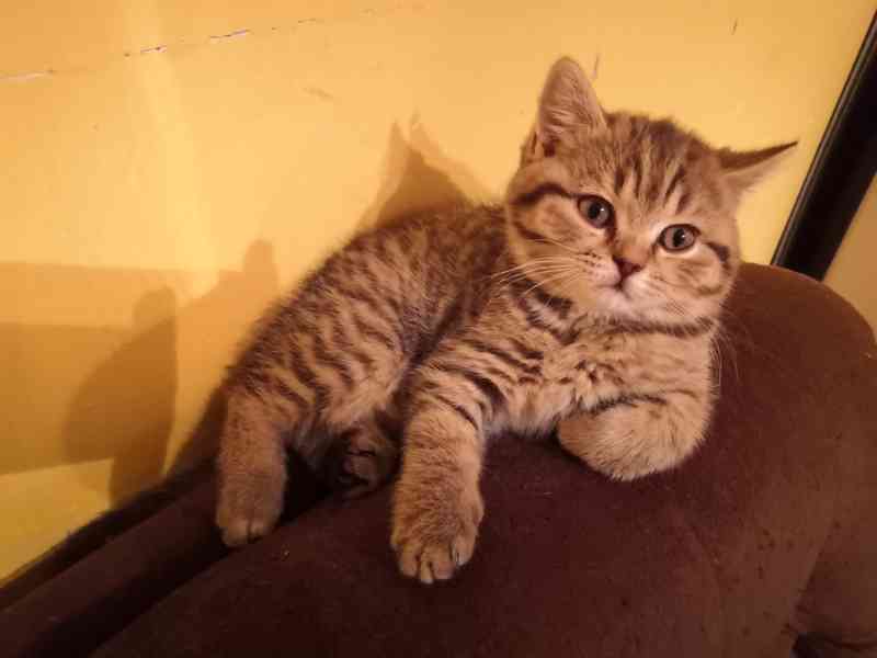 Poslední skotské klapouché koťátko - foto 3