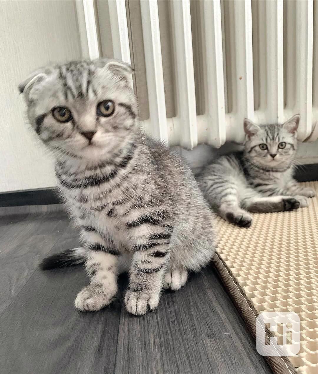 Koťata skotského foldu | k dispozici samci a samice - foto 1