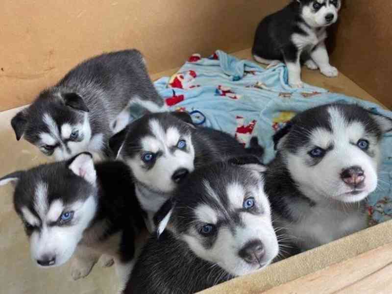 štěňata sibiřského huskyho k adopci - foto 1