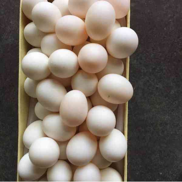 plodná ptačí vejce na prodej (papouší vejce)