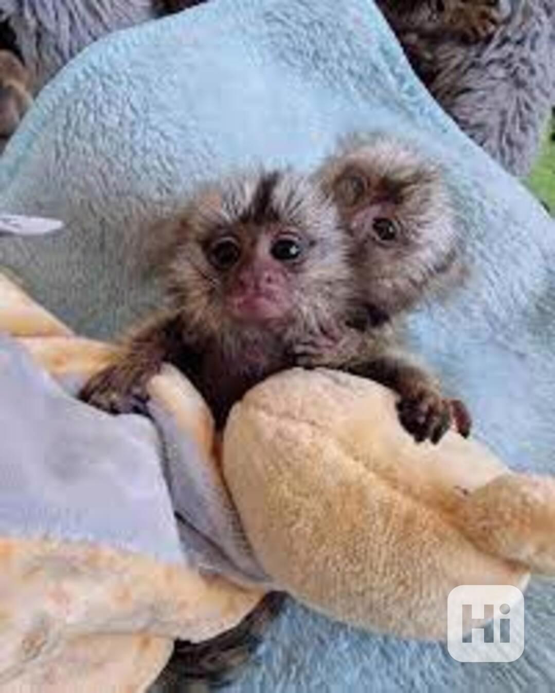 Ochočené kosmani na prodej - foto 1