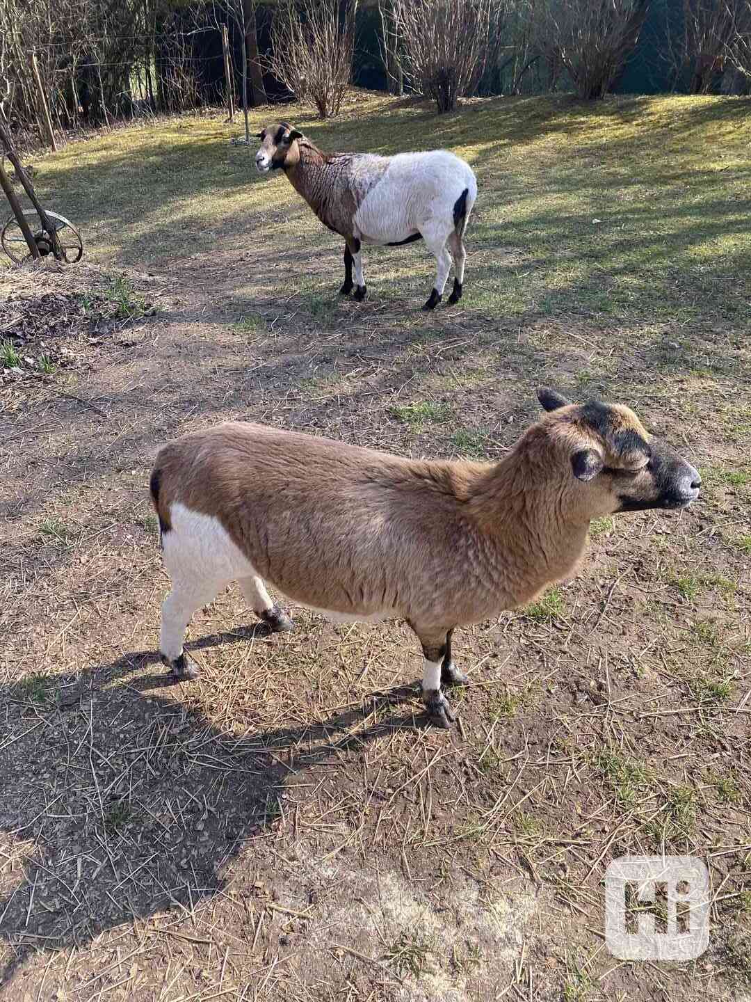 Kamerunske ovce - foto 1