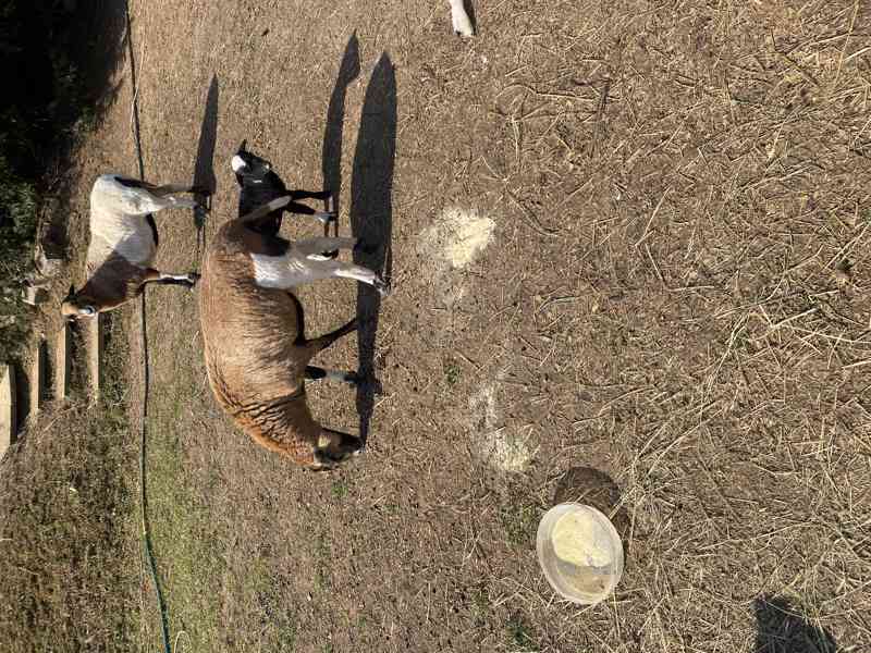 Kamerunske ovce - foto 4