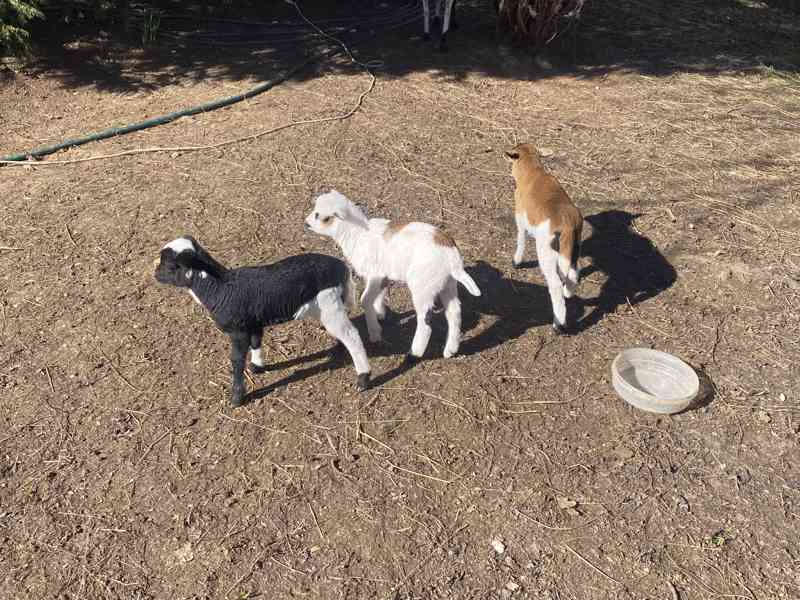 Kamerunske ovce - foto 2