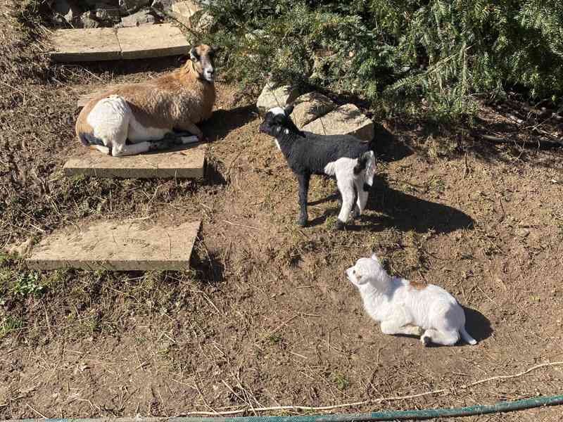 Kamerunske ovce - foto 3