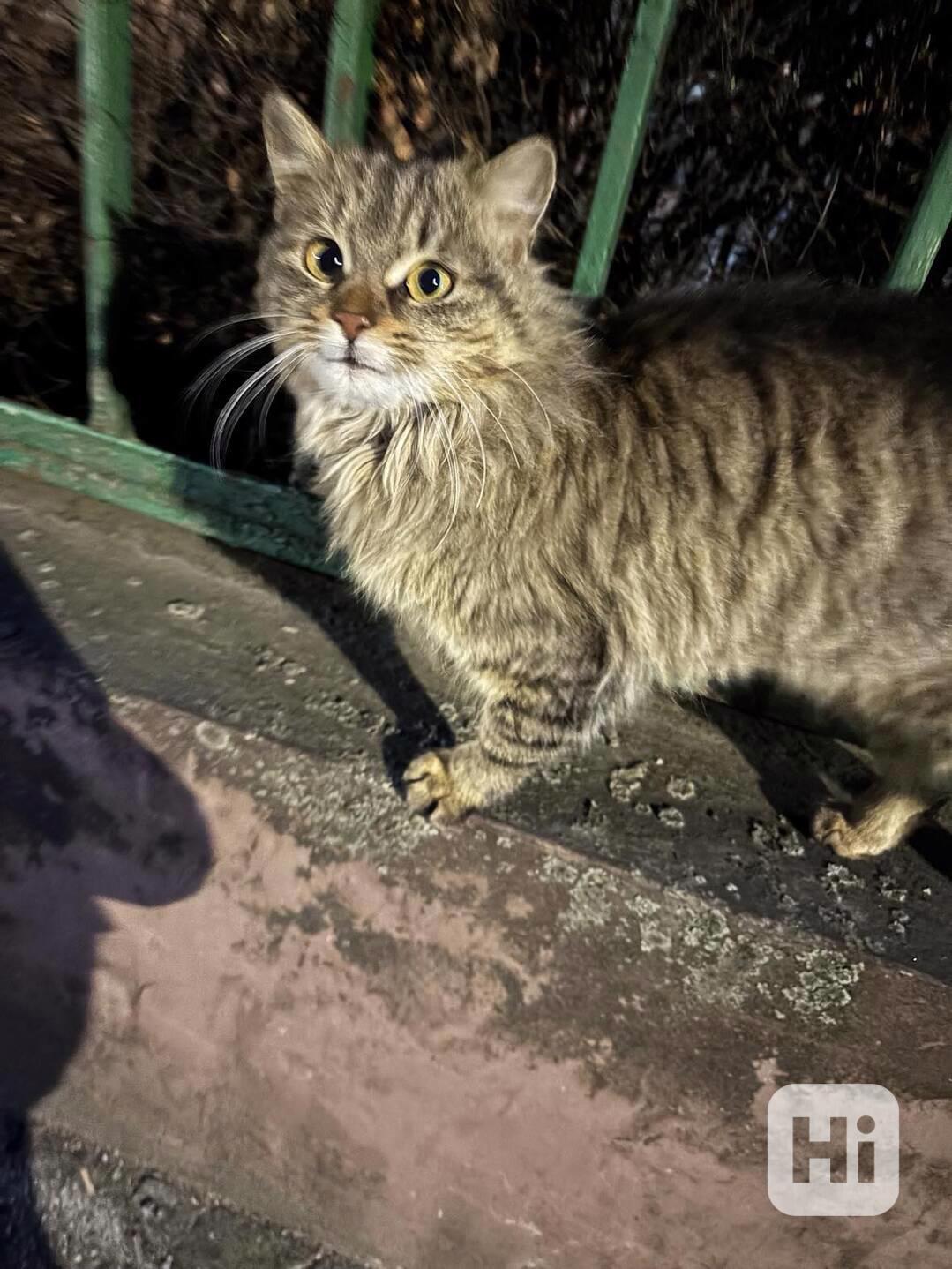 Chlupatý mazlík THEA - foto 1