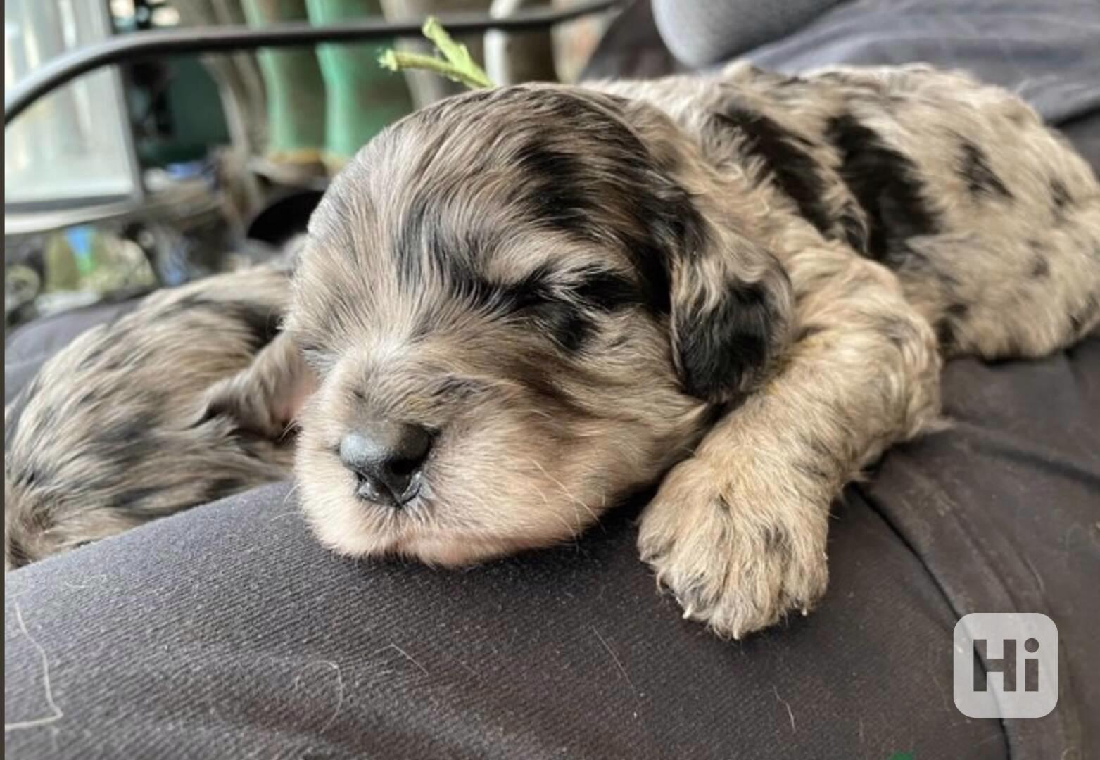 testované štěně merle cavapoo - foto 1