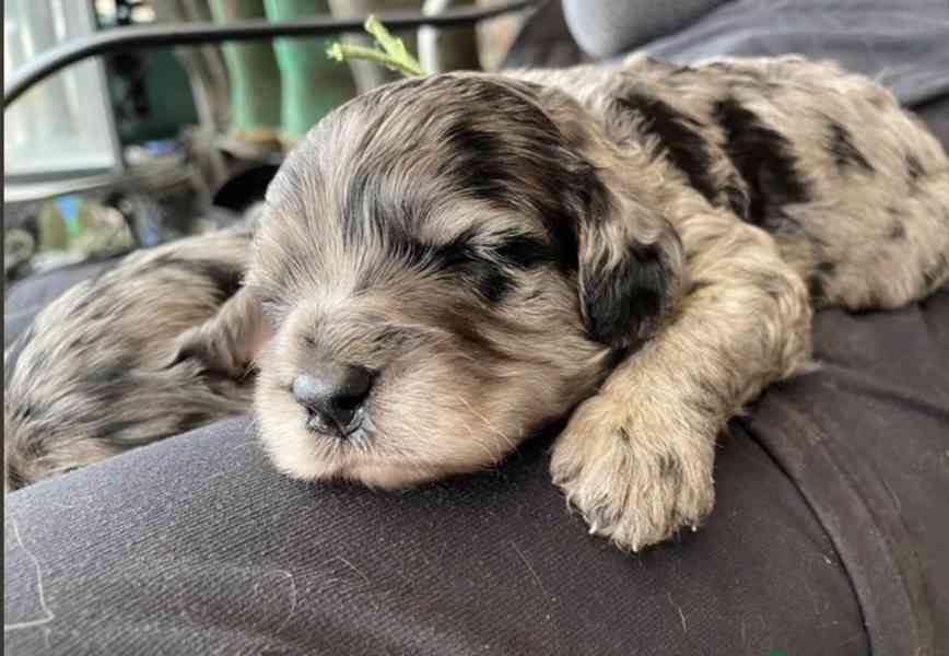 testované štěně merle cavapoo - foto 1