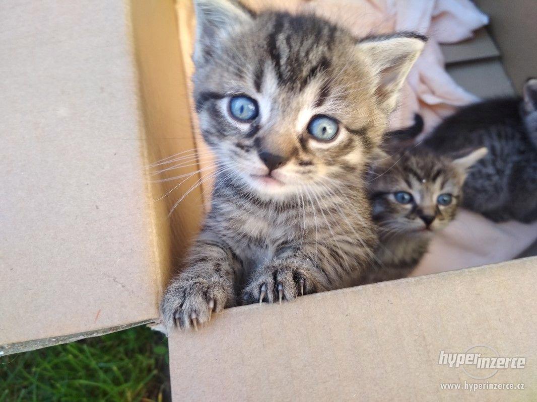 Daruji Koťata (kocourky) - foto 1
