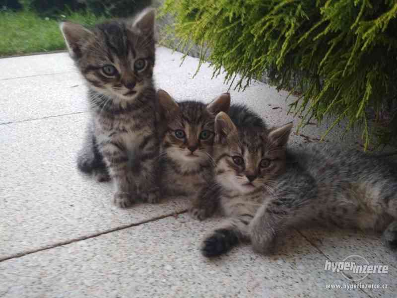 Daruji Koťata (kocourky) - foto 2