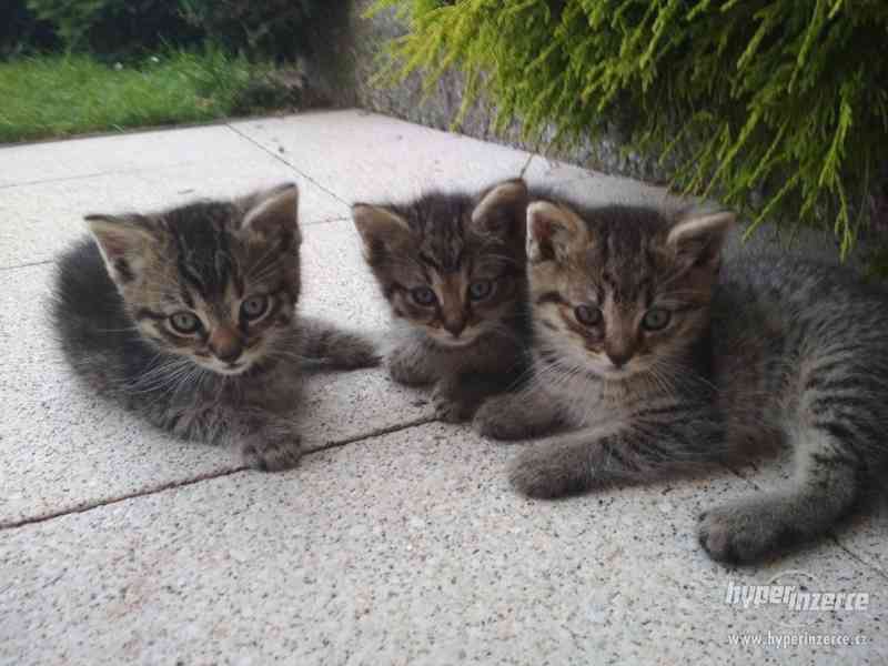 Daruji Koťata (kocourky) - foto 3