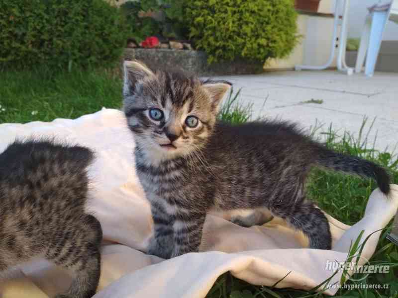 Daruji Koťata (kocourky) - foto 4