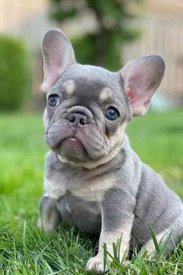 Štěňata francouzského buldočka k adopci