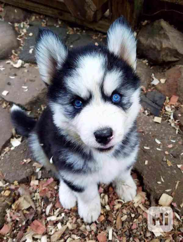 krásná štěňátka sibiřského huskyho k adopci