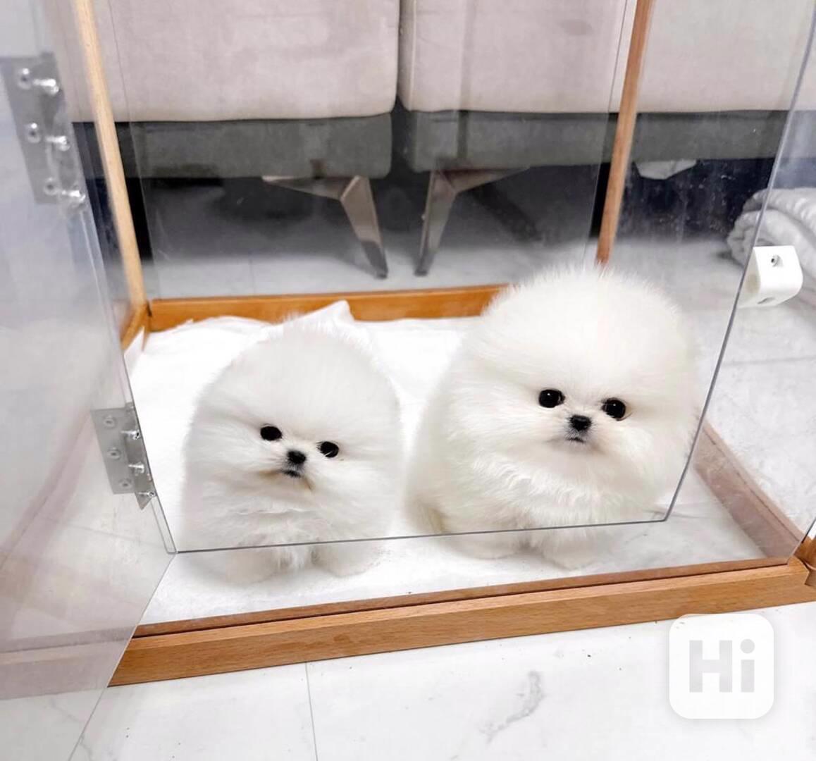 🤍 Krásné bílé štěně pomeraniana K dispozici 🤍 - foto 1