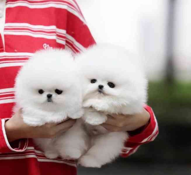🤍 Krásné bílé štěně pomeraniana K dispozici 🤍 - foto 2